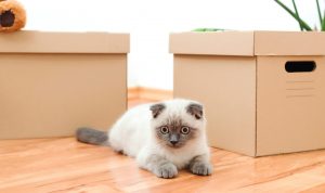 A gray and white cat laying on a wood floor in front of moving boxes