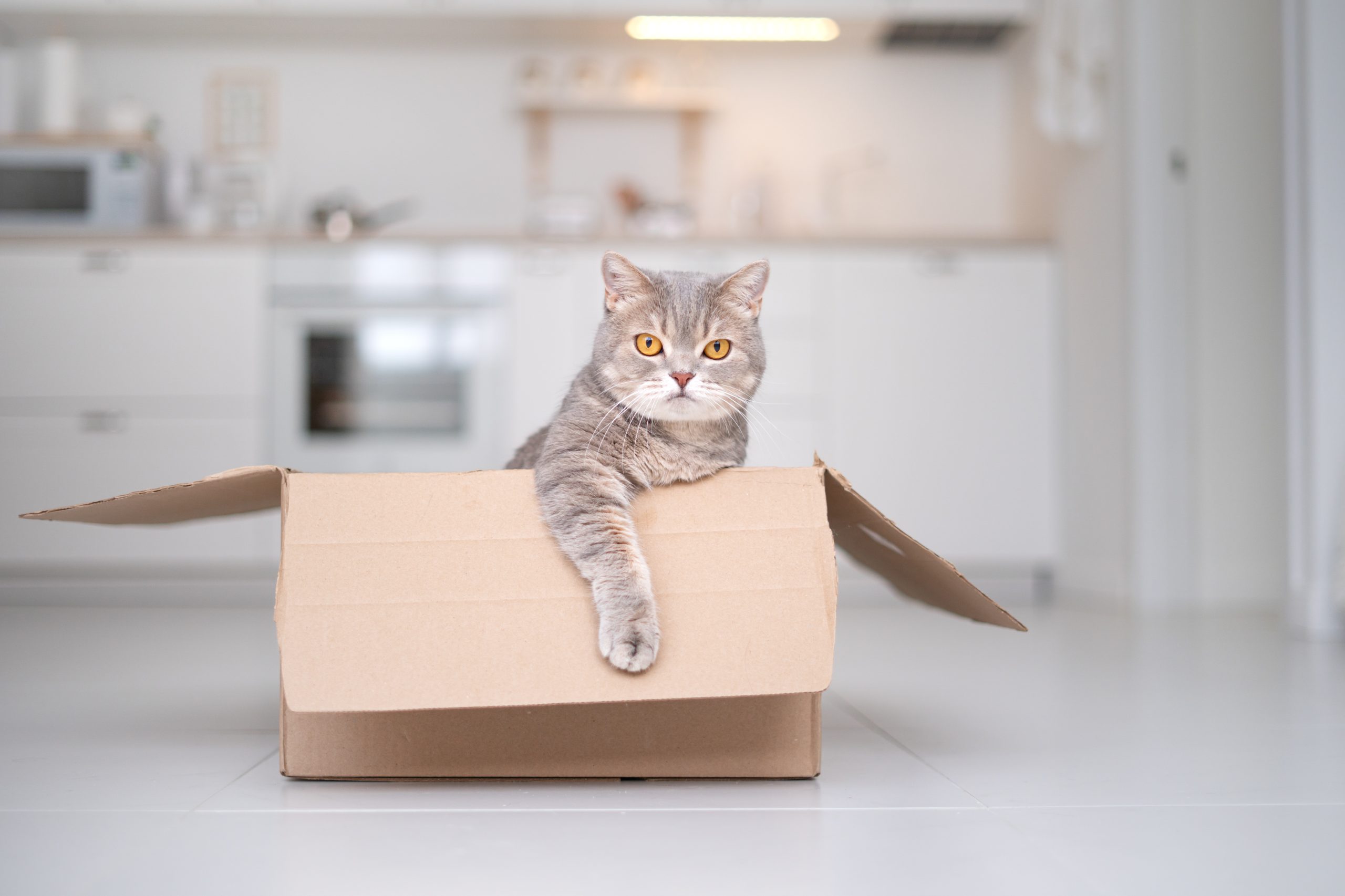 Сat sitting in a moving box